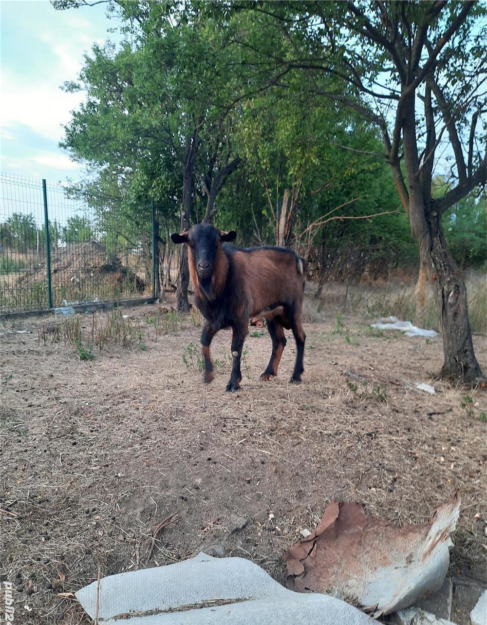 Țap rasa Alpin Francez fără coarne