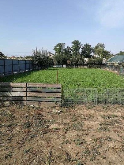 Teren casă în com Săveni - Ialomița