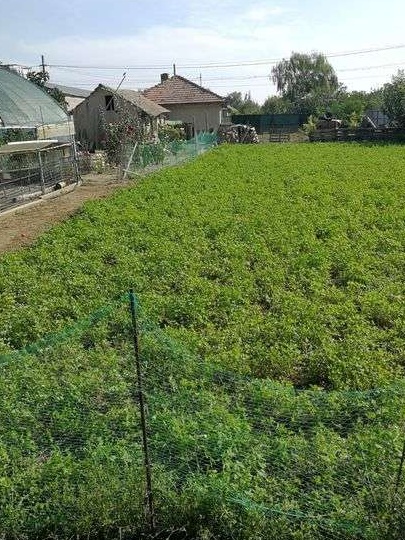 Teren casă în com Săveni - Ialomița