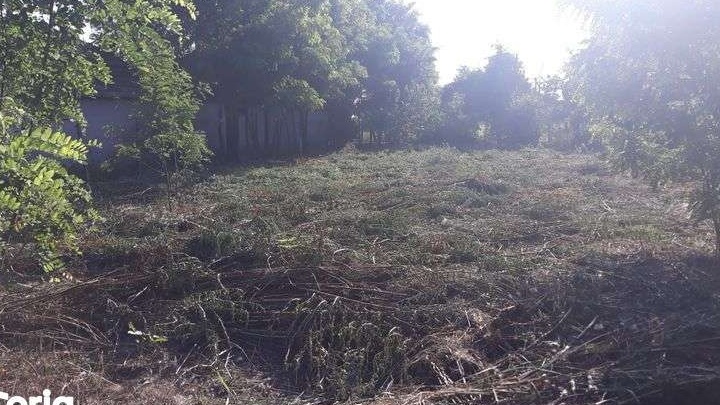 Teren de vânzare Amara (8 ari)