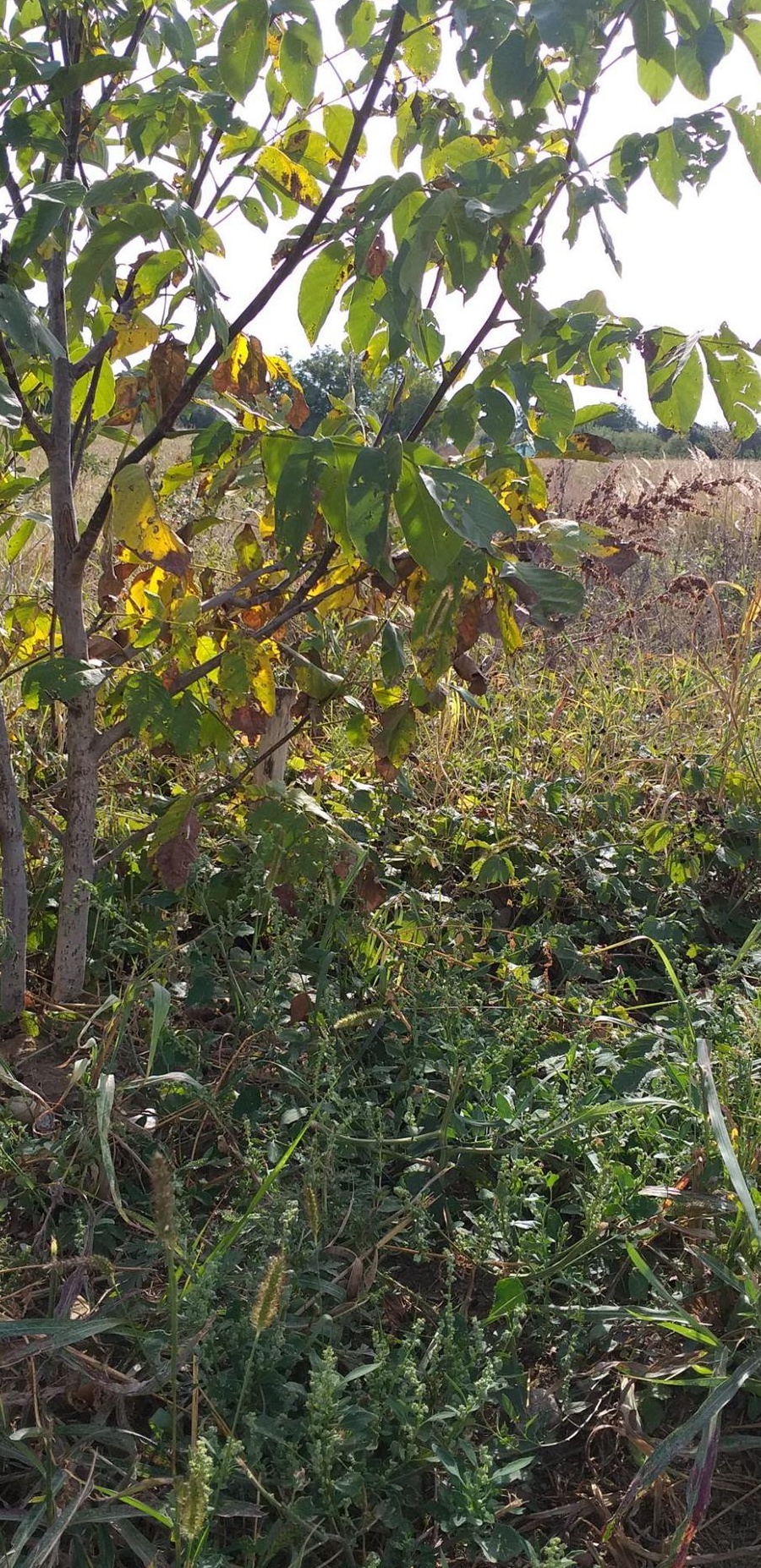Teren de vanzare Jilava