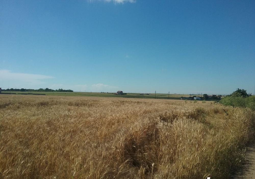 Teren extravilan de 2000 mp in Techirghiol, Constanta