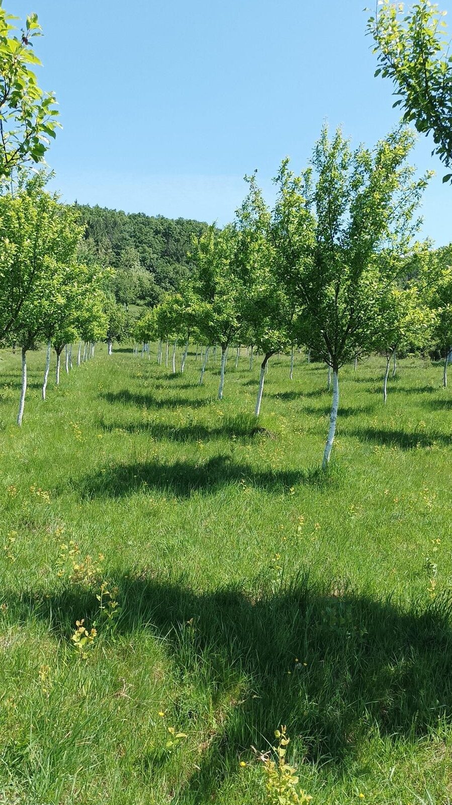 Teren extravilan de vânzare