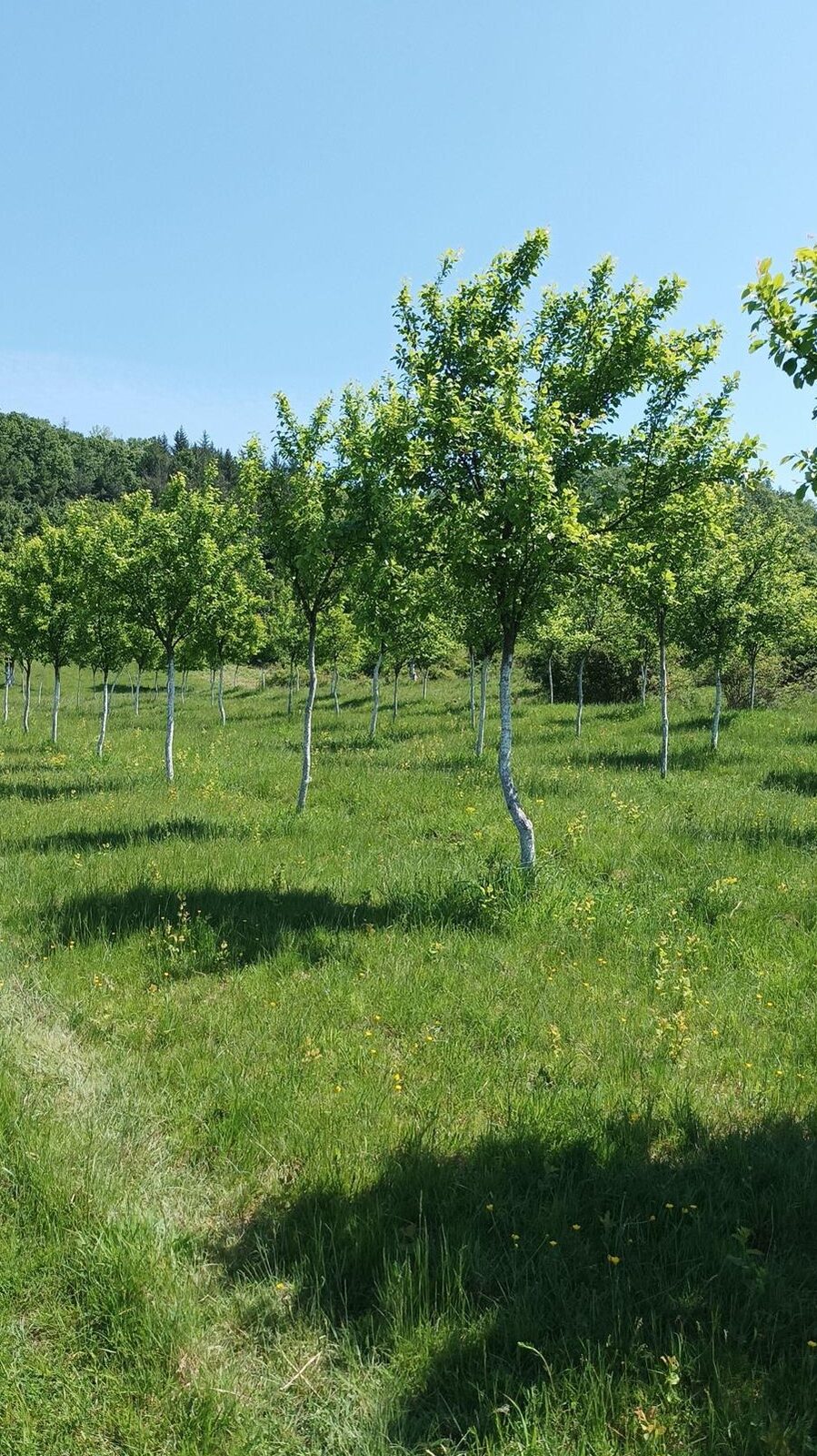 Teren extravilan de vânzare