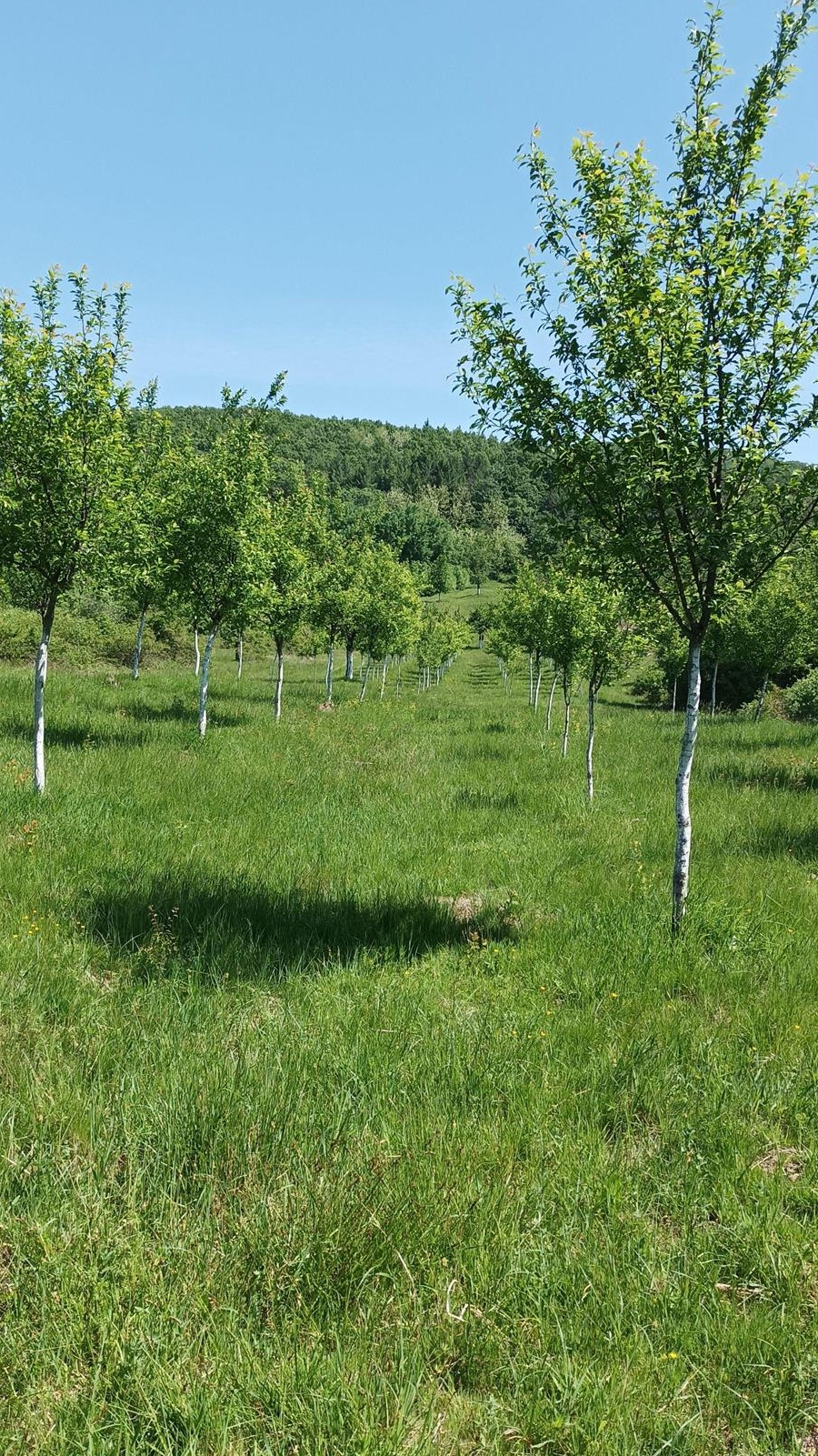 Teren extravilan de vânzare