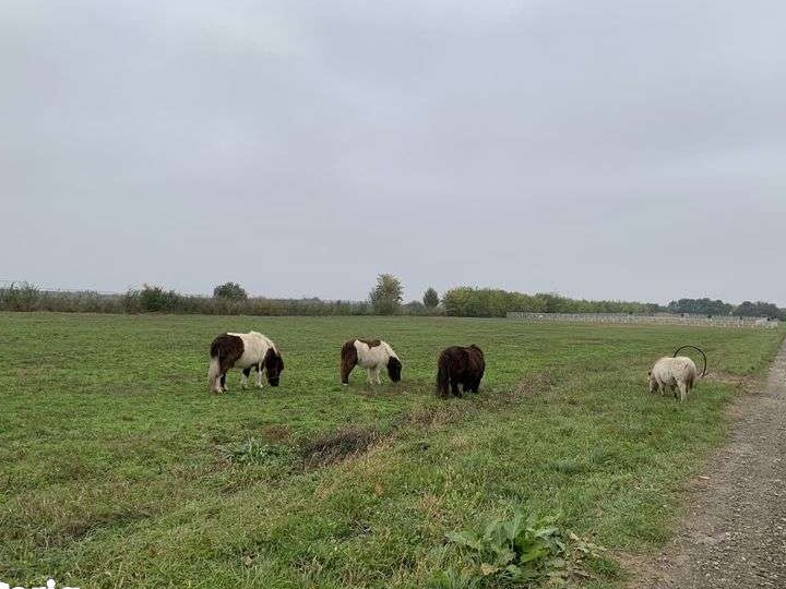 Teren intravilan 3 hectare zona Aeroportului Arad
