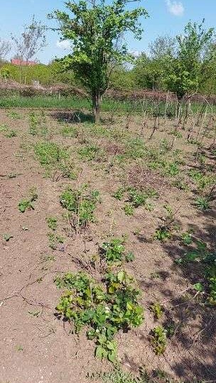 Teren intravilan 500mp Sinesti Ialomita