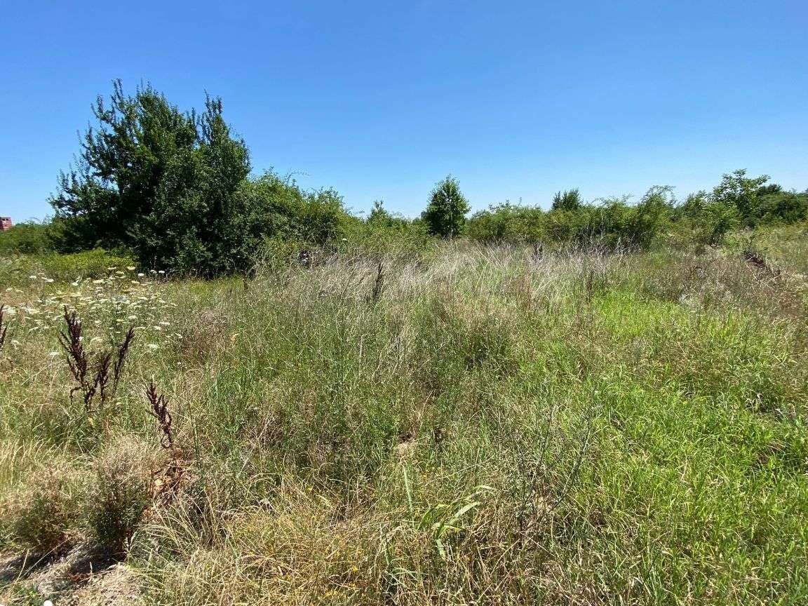 Teren intravilan 6600 mp Buftea Mogosoaia