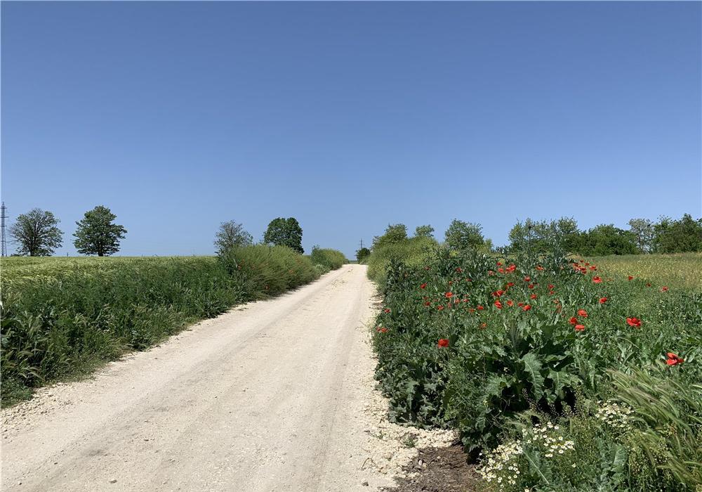 Teren Intravilan Ciocarlia de sus