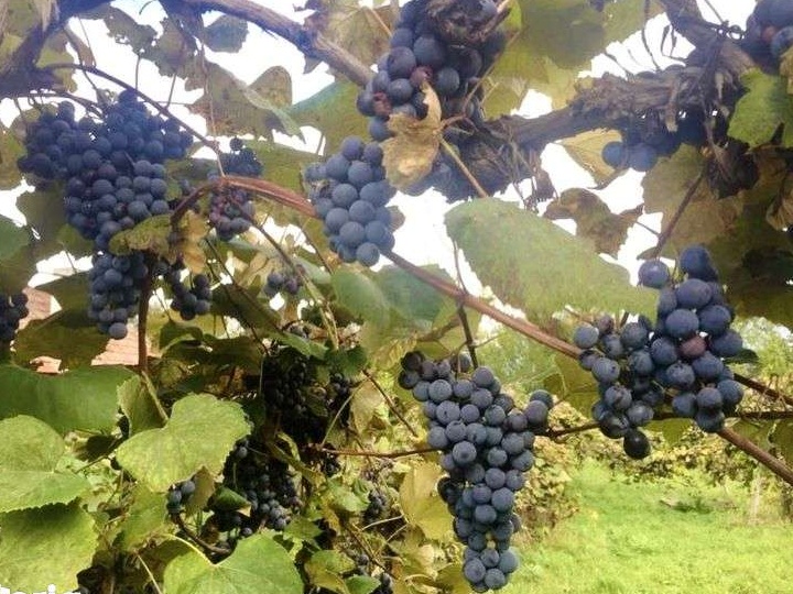 Teren Intravilan cu fântână