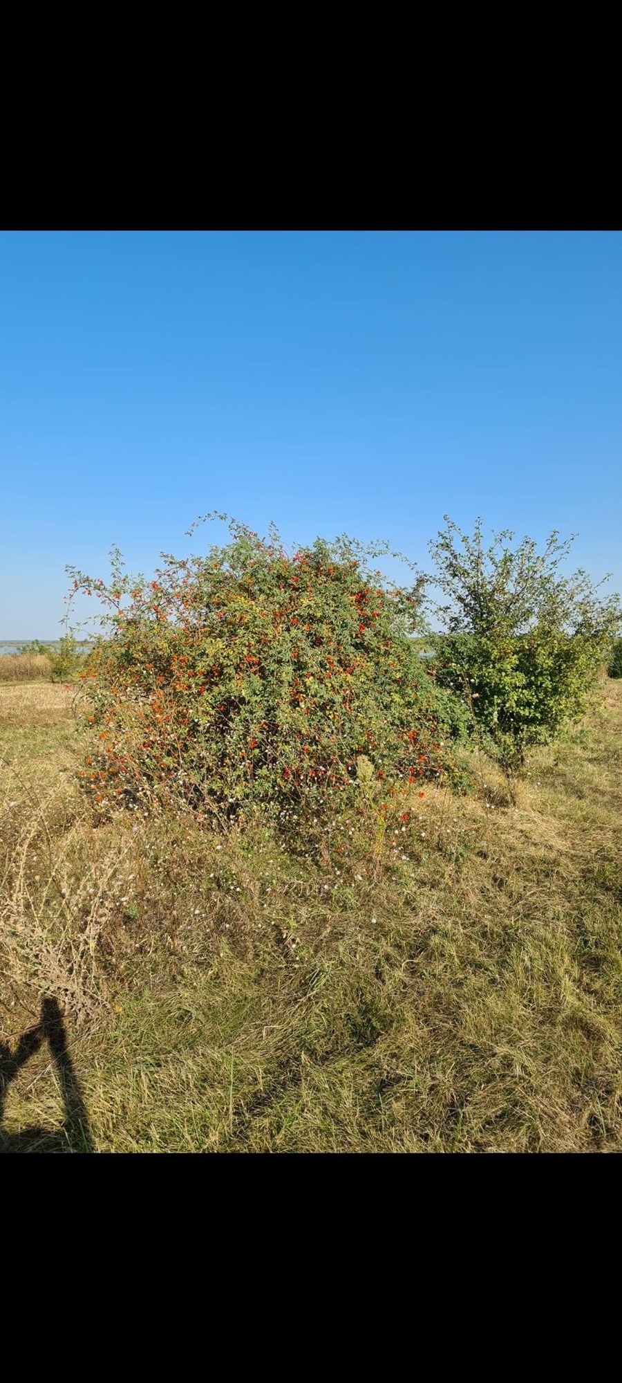 Teren intravilan de vanzare Dridu,Ialomita,3200mp   Locație pe malul lacului.