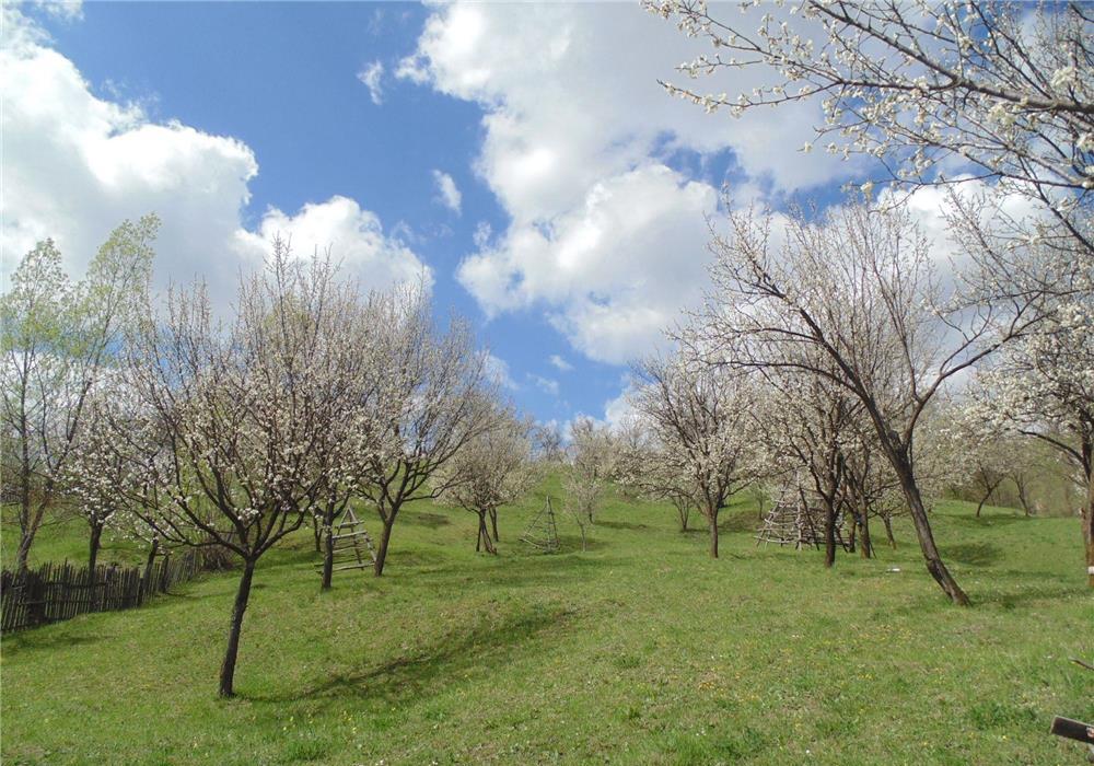 Teren intravilan  de vanzare in Valea Doftanei