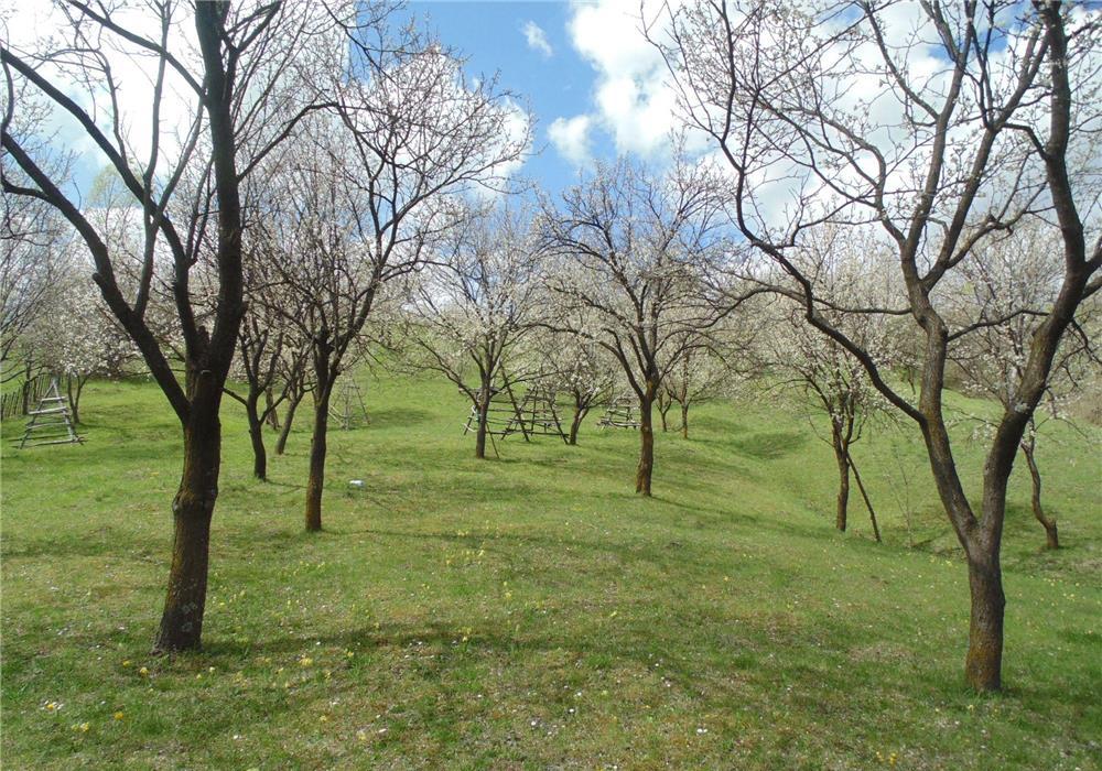 Teren intravilan  de vanzare in Valea Doftanei