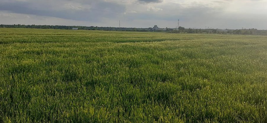 Teren intravilan, Izvorani, Ilfov, 2500mp