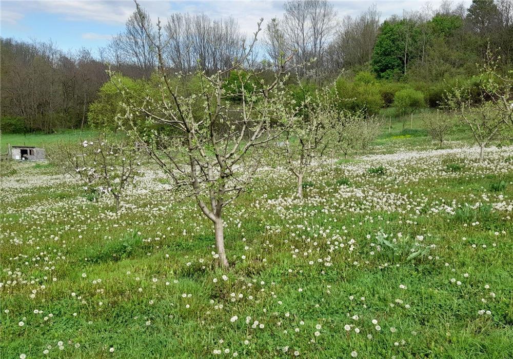 Teren pentru casă cu livadă in Crivobara