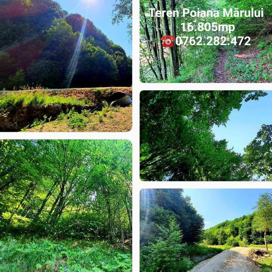 Teren POIANA MARULUI - Zarnesti - Brasov, 16.800mp - Proprietar
