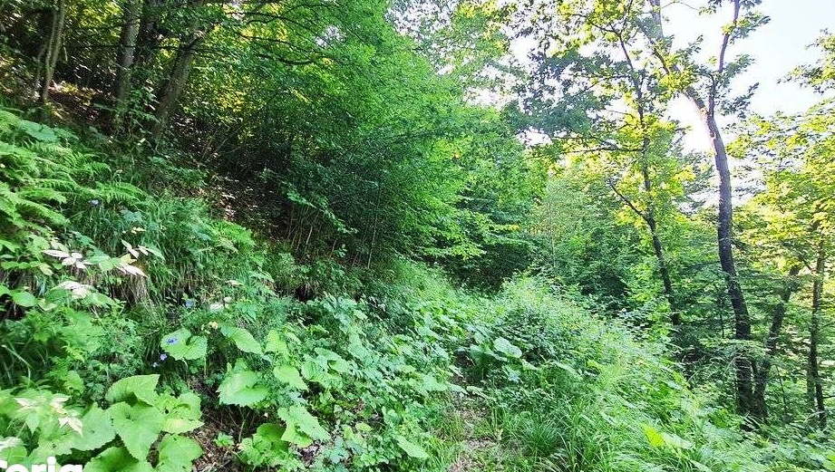 Teren POIANA MARULUI - Zarnesti - Brasov, 16.800mp - Proprietar