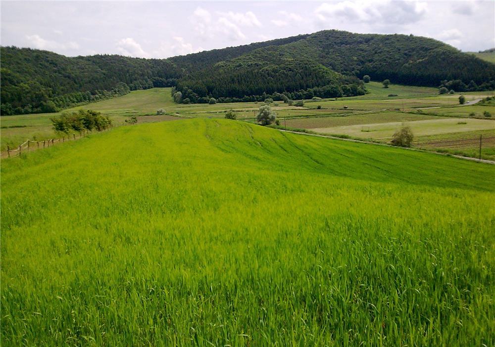 teren , tofalau