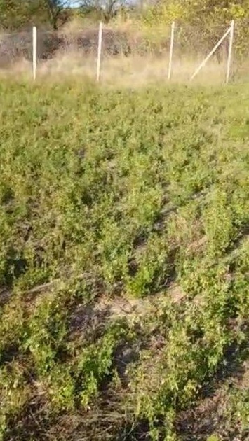 Teren vanzare Chicerea cu utilitati si facilitati in apropiere - 650m2