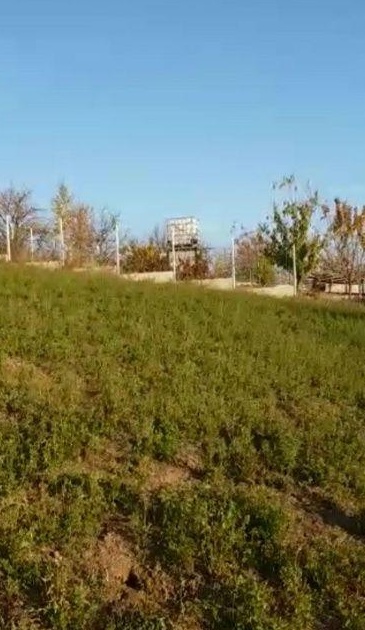 Teren vanzare Chicerea cu utilitati si facilitati in apropiere - 650m2