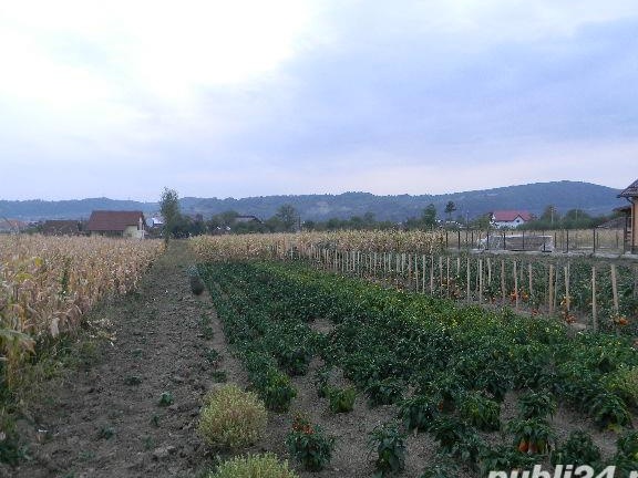 tern de vanzare