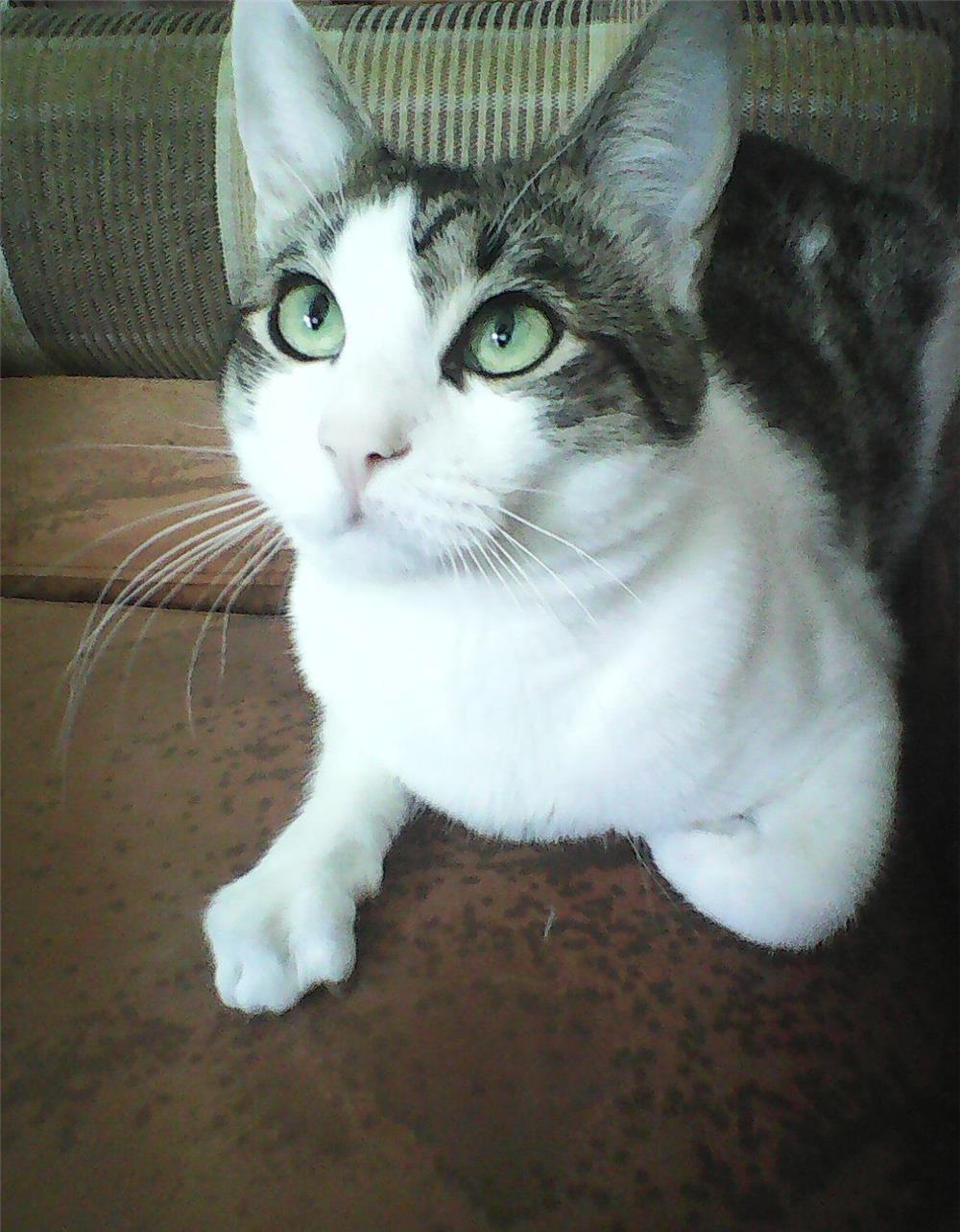 Toulouse, motanel pisic pisoi adoptie, destept, simpatic, urgent