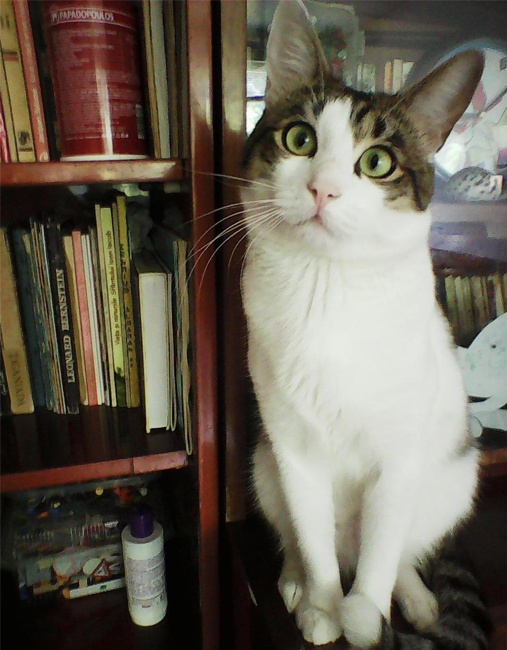 Toulouse, motanel pisic pisoi adoptie, destept, simpatic, urgent