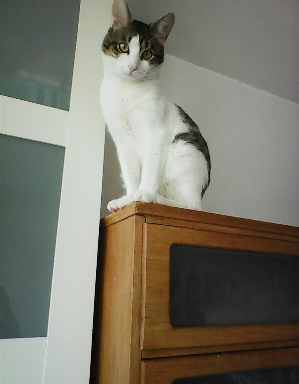 Toulouse, motanel pisic pisoi adoptie, destept, simpatic, urgent