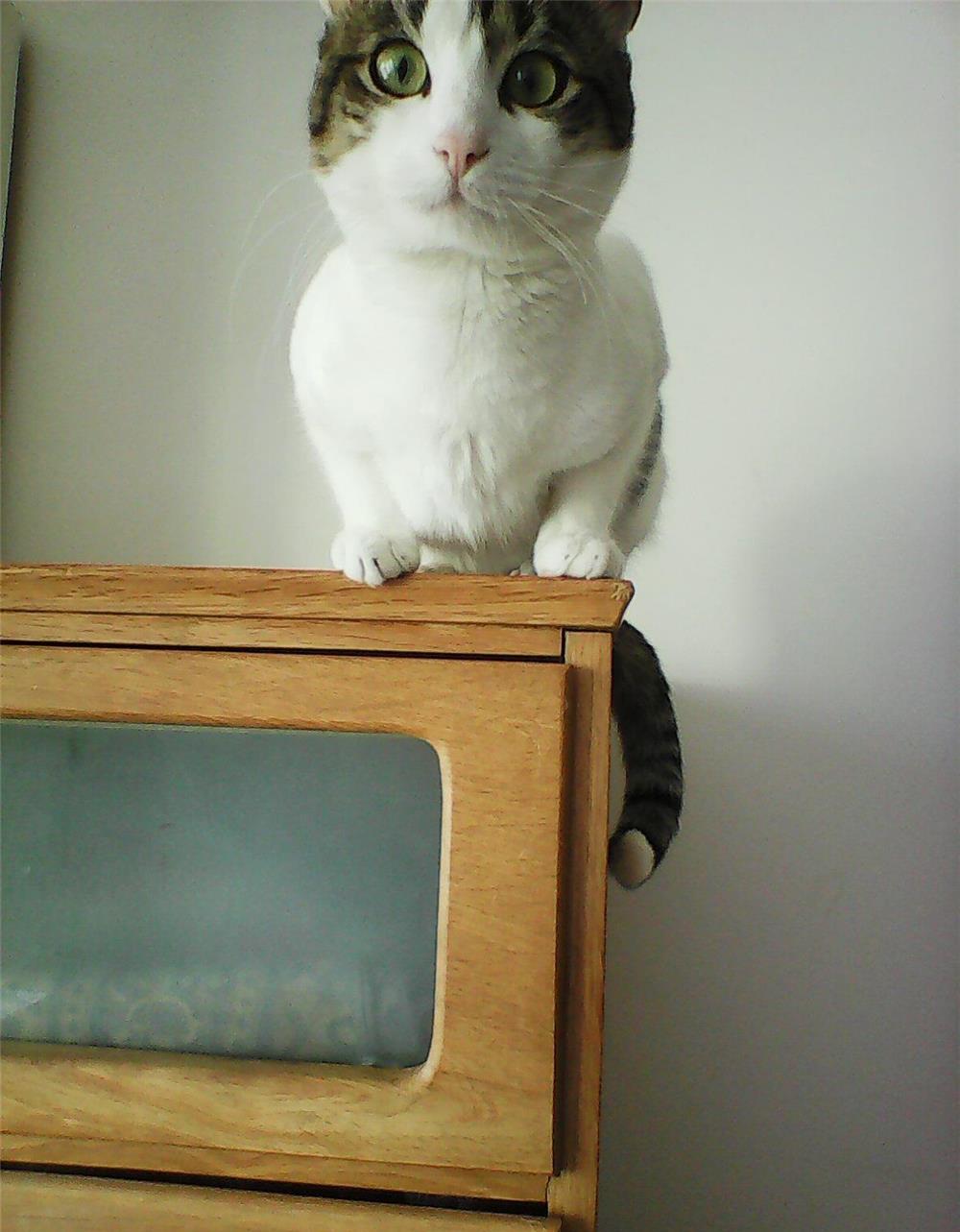 Toulouse, motanel pisic pisoi adoptie, destept, simpatic, urgent