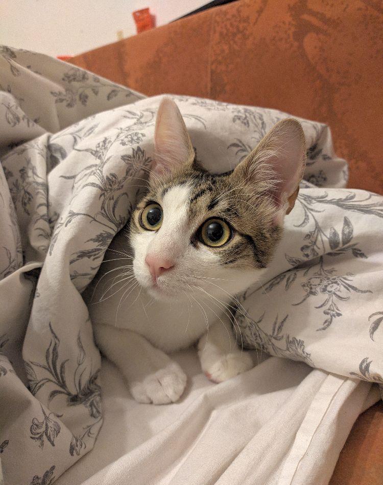 Toulouse pisoi pisic motan adoptie adorabil urgent
