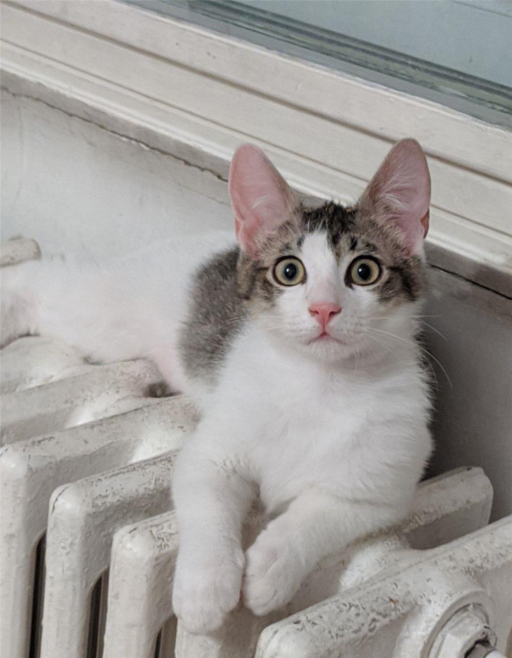 Toulouse pisoi pisic motan adoptie adorabil urgent