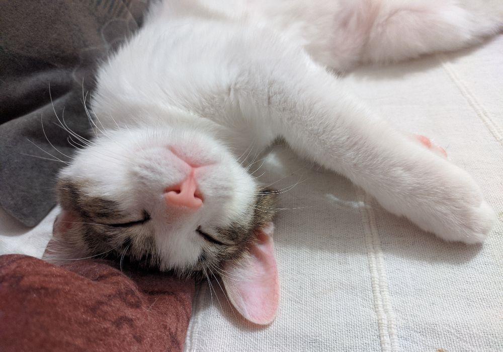 Toulouse pisoi pisic motan adoptie adorabil urgent
