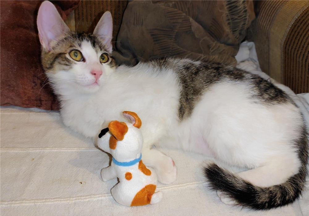 Toulouse pisoi pisic motan adoptie adorabil urgent