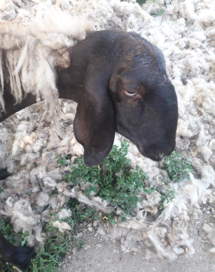 Trei oi și o mioară  din primăvară