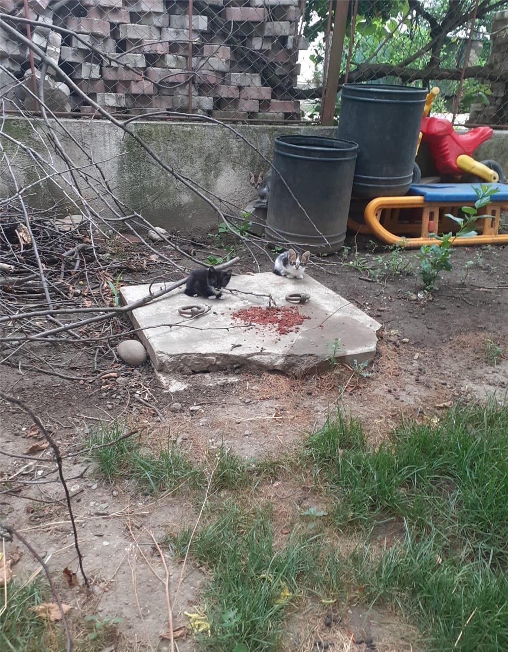 trei pisicute dragute cauta o familie