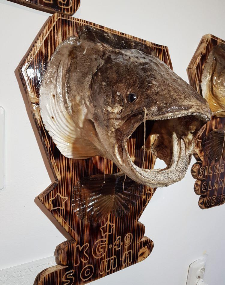 Trofee de Somn