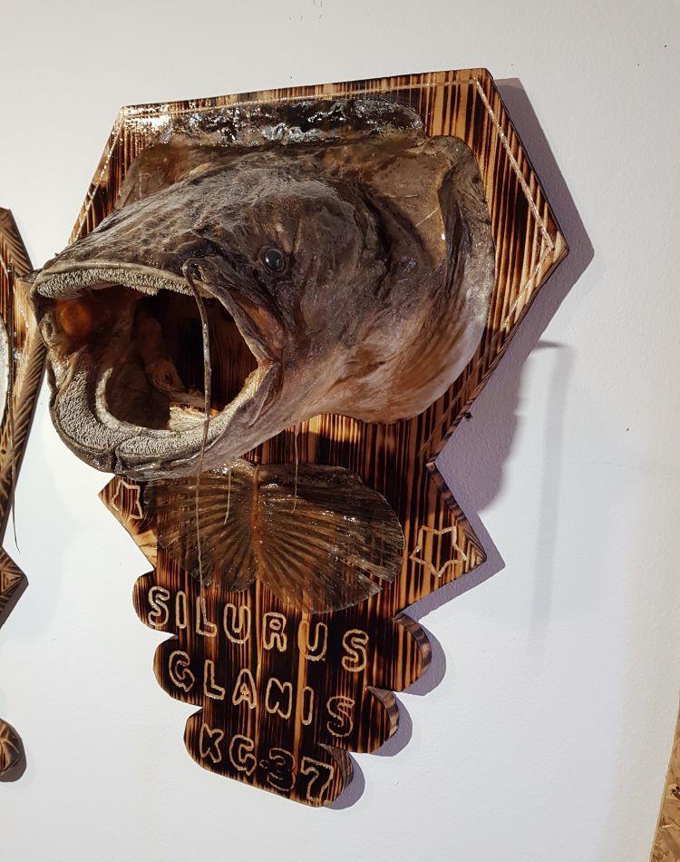 Trofee de Somn