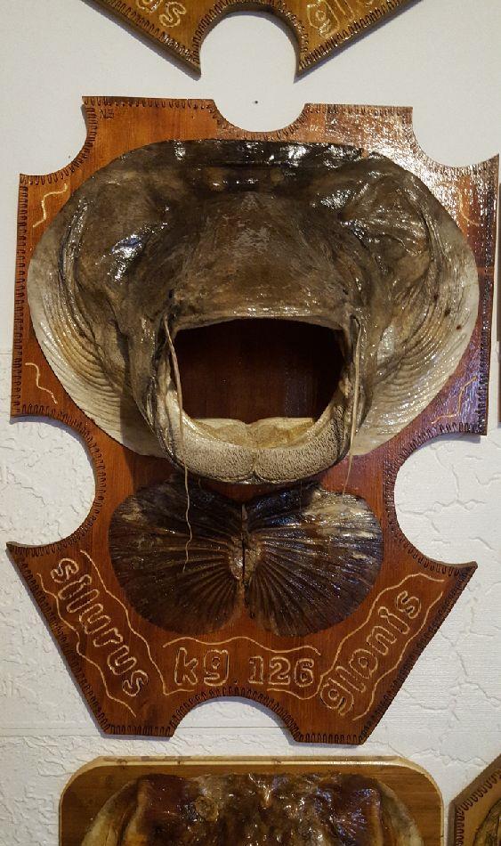 Trofee Somn-Știucă