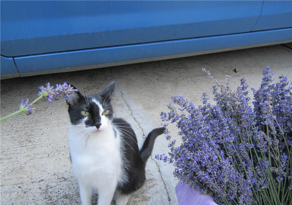 Tufe de lavanda