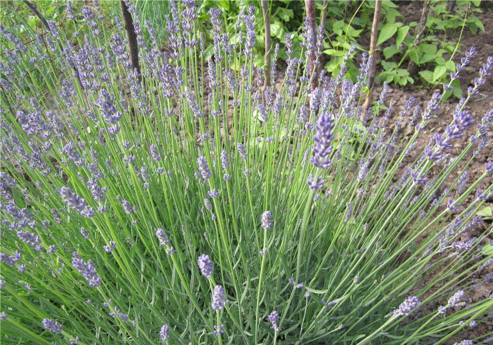 Tufe de lavanda