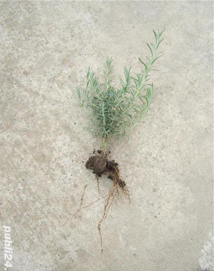 Tufe de lavanda