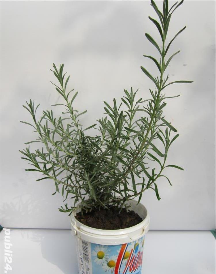 Tufe de lavanda