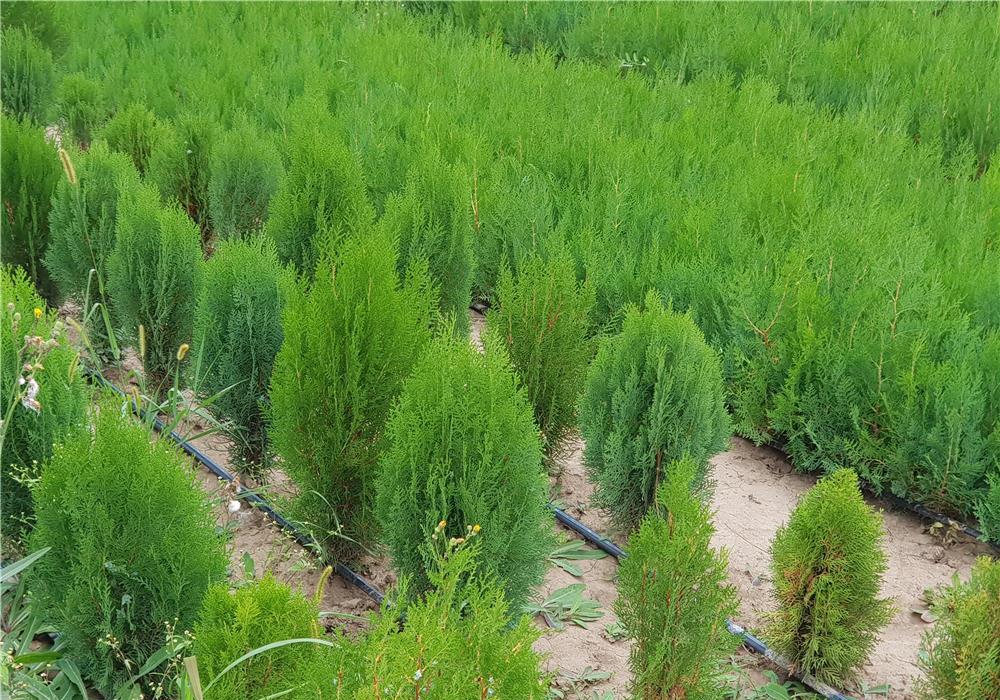Tuia orientalis biota pentru gard viu