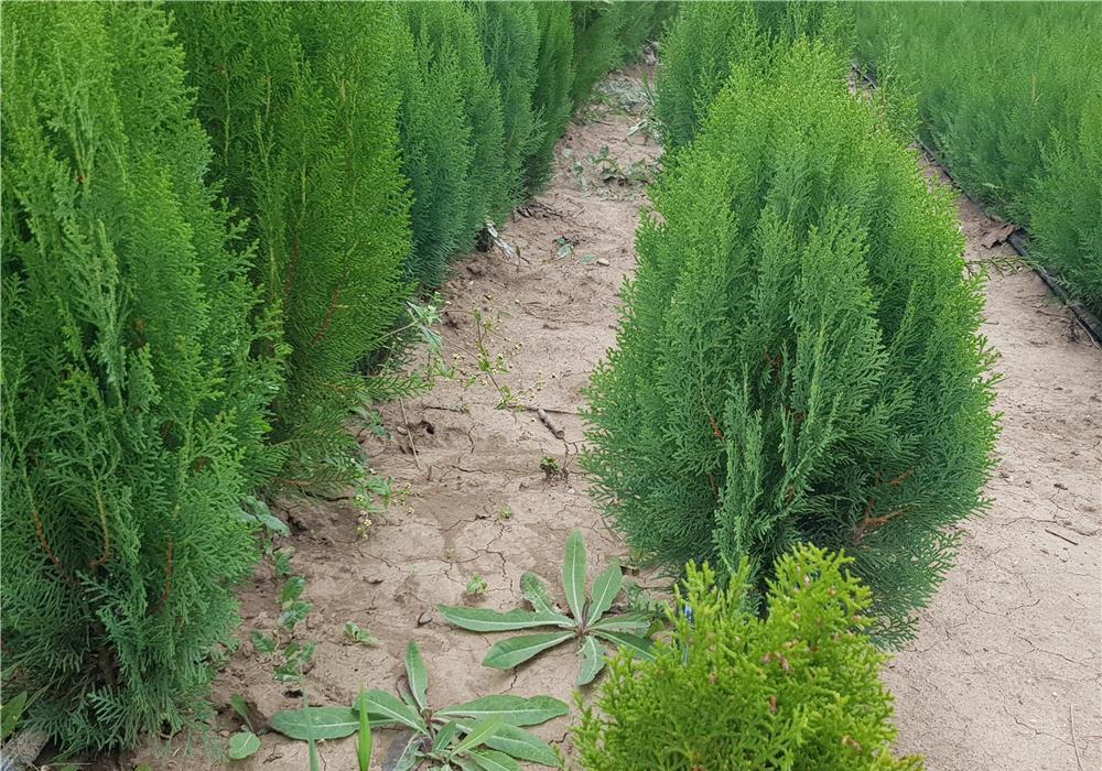 Tuia orientalis biota pentru gard viu