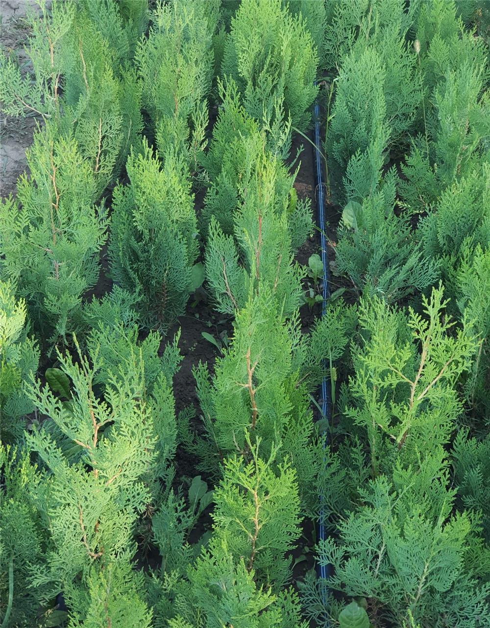Tuia orientalis biota pentru gard viu