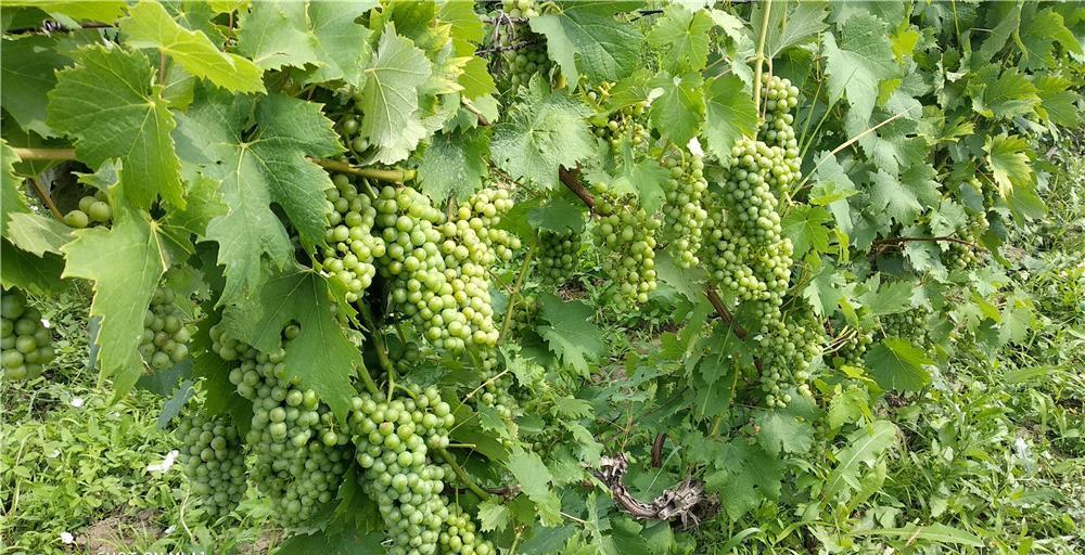 Tuica de tescovina si prune