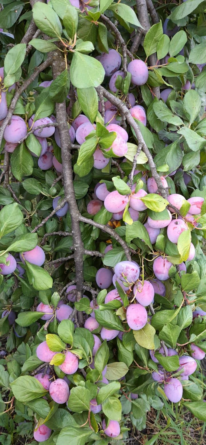 Tuica de tescovina si prune