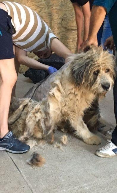 Tund / tuns caini la domiciliu inclusiv talie mare si uriasa