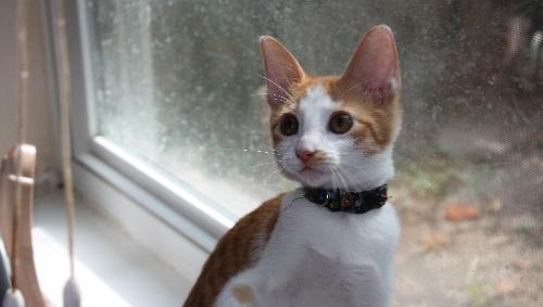 turkish van superbi