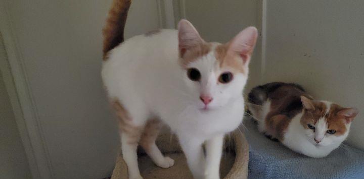 turkish van superbi